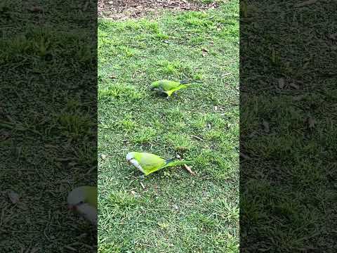 Я не повірив своїм очам! Дикі папуги в Барселоні 🦜🇪🇸 #shorts #barcelona #spain #parrots