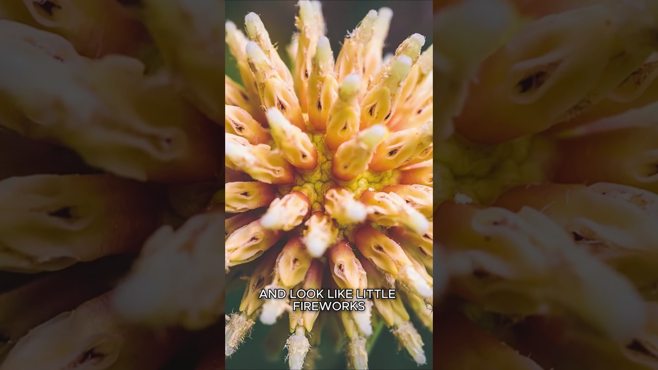 This Plant Is Dangerously Addictive #Kratom #Plants #Shorts