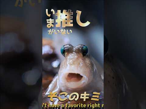 トビハゼ推し募集中🙋可愛くて面白い魚、トビハゼです🐟️目指せチャンネル登録者数10000匹☝️