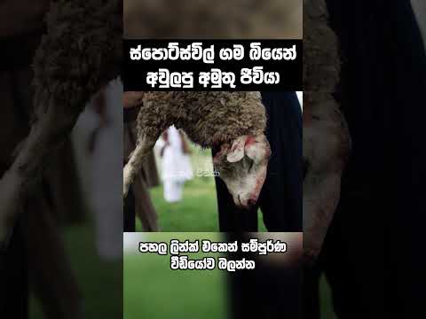 තාමත් මේ අද්භූත සත්වයා ඉන්නවාද?