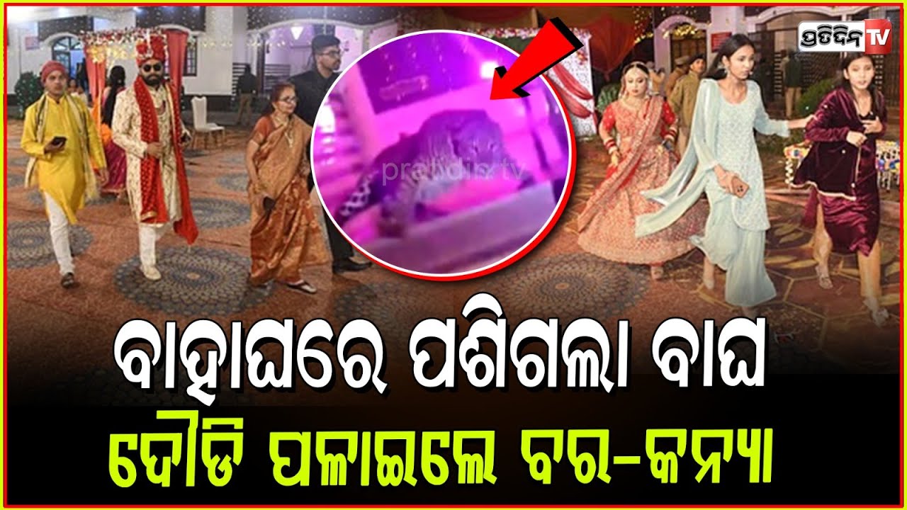 ହାତ ଗଣ୍ଠି ପଡ଼ିଲା ବେଳକୁ ଗର୍ଜନ କଲା ବାଘ , ଦୌଡ଼ିଲେ ବର କନିଆଁ l Leopard strays into Lucknow wedding venue