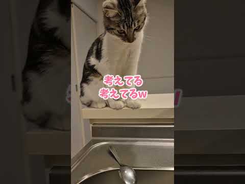 物をちょんちょんする手が可愛いのなんのって