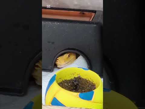 【レオパードゲッコー飼育】タンジェリントレンパーとハイイエロー可愛い