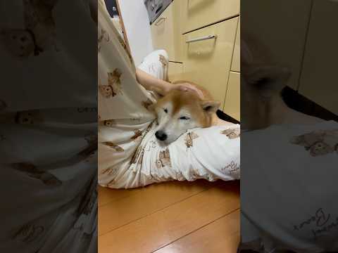 柴犬福と姉の1週間ぶりの再会シーン｜ほっこり癒される瞬間 サムネイル