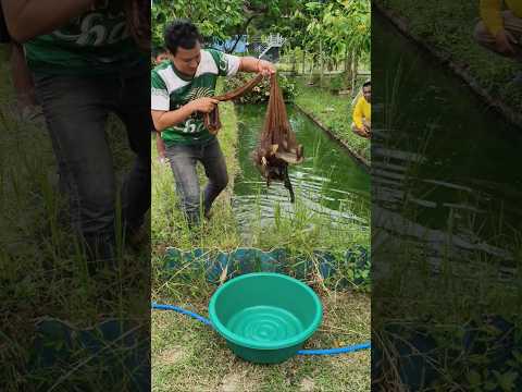 ขอบคุณที่แวะมาเยี่ยมชมสวนคลองแสนสุขและช่วยอุดหนุนปลาด้วยจ้า #คลองไส้ไก่ #nature #canal #fish