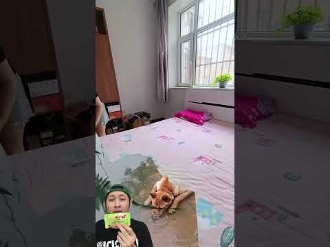 TIDUR SIANG DIGANGGU ANJING‼️🤯😱@Funny_Effects6886 #remix #dubbing #trending