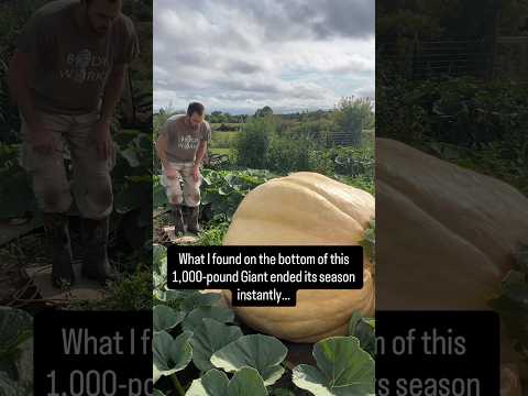 The Sad End of a 1,000lb Pumpkin…