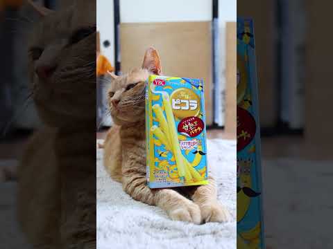 猫の動画サムネイル - ピコラ　甘熟王バナナ味　250805　#のせ猫　 #cat #cute #ネコ　 #animals　 #ねこ #kitten #pets #cutecat #funny