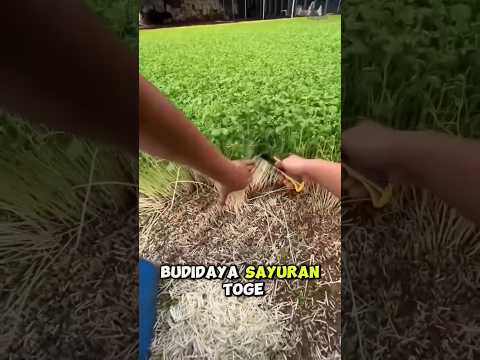 how to #farming #agriculture #facts #pepperspray #forageharvest #fruitcultivation #garden