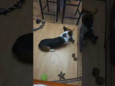 play time with Nori clip from live oct 25 #corgi #puppy #shorts #pets #dog