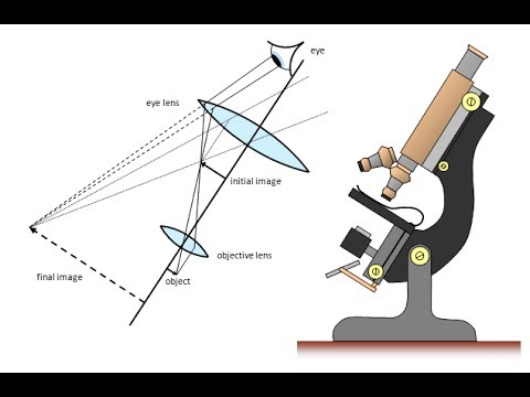 How To Calculate Magnification and Actual Size