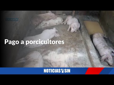 Pago a porcicultores por fiebre porcina