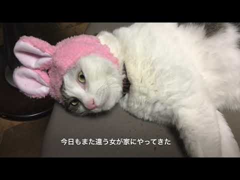 中村千尋「吾輩は猫である」