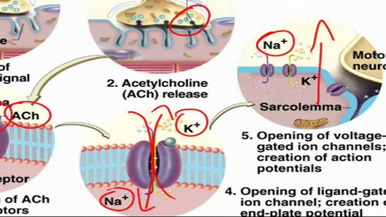 Excitation Contraction Coupling YouTube