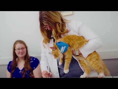 New “Vet Talks” Video Series Educates Pet Owners on Dog and Cat Wellness and Nutrition