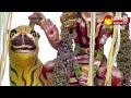 LIVE: Medaram Jatara | Sammakka Saralamma Jatara 2024 @SakshiTV  - 00:00 min - News - Video