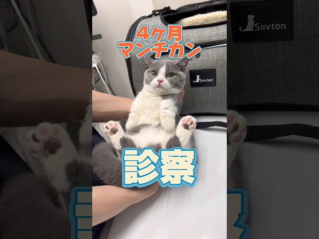 食後苦しそうにしている4ヶ月マンチカンが動物病院にやってきた！