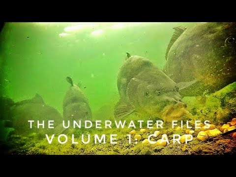 The Underwater Files - Volume 1: Carp