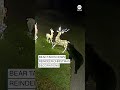 Bear takes down reindeer Christmas decorations  - 00:46 min - News - Video