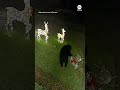 Bear takes down reindeer Christmas decorations