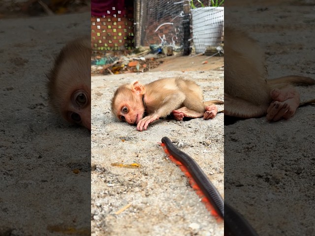 The monkey saw the millipede… and ran for his life! 😂💨 #shortvideo #millipede #monkey