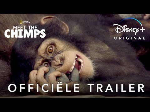 Meet the Chimps'
