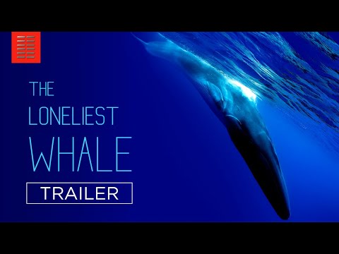 The Loneliest Whale: The Search for 52'