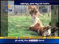 Lion gets into a fight with Tiger, video goes viral