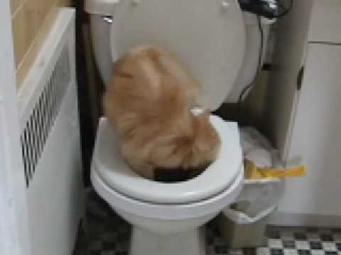 persian kitten pooping in toilet - YouTube