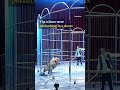 OMG! Two lions escape circus enclosure in China, visuals
