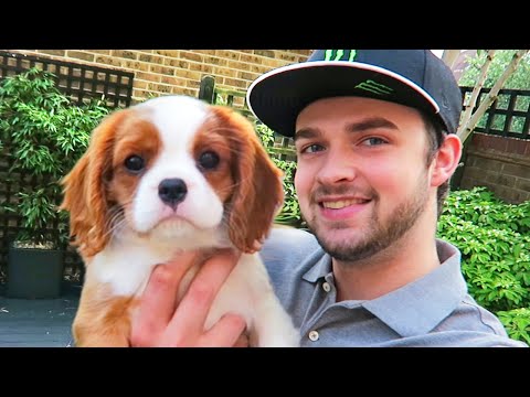 MEET OUR NEW PUPPY - EEVEE!