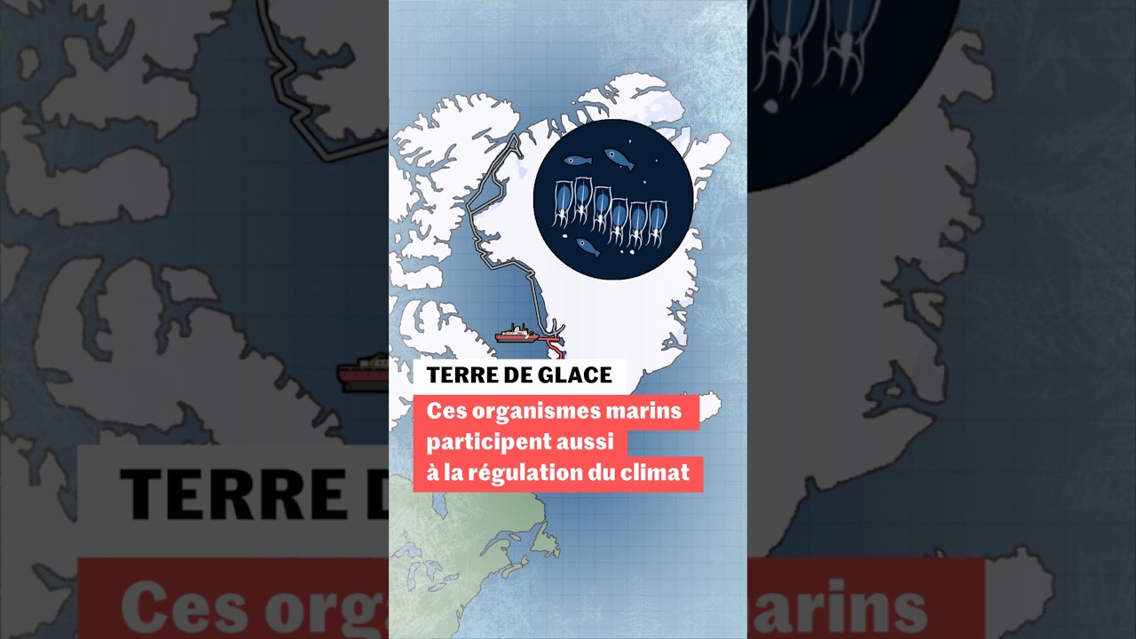 Ces organismes marins participent à la régulation du climat