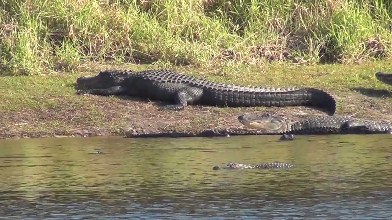 myakka-river-state-park-200-alligators-at-the-deep-hole-youtube