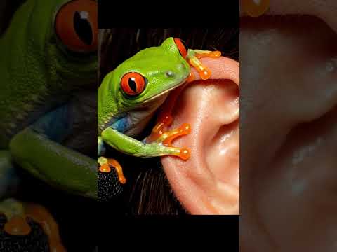 Red Eyed Frog licks human ear #asmr