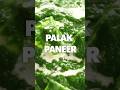 Aaj ki special #JhatpatTuesday recipe hai emerald-green Palak Paneer🥬 #youtubeshorts #sanjeevkapoor