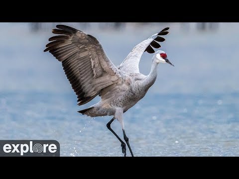 sandhill crane migration 