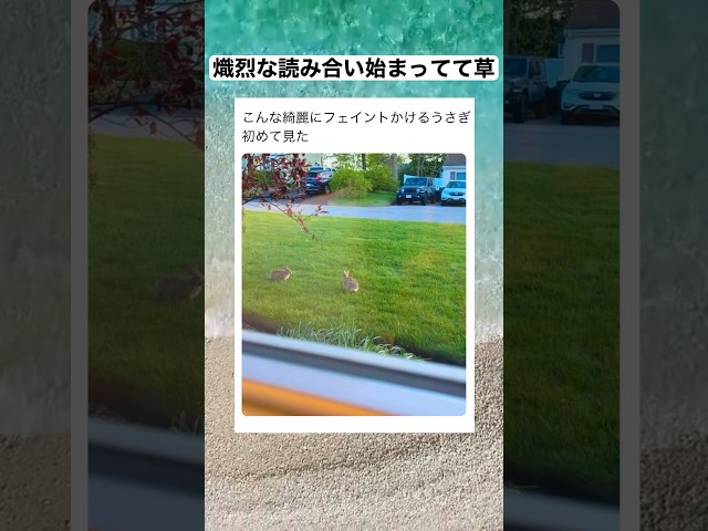 ウサギ同士でのゲームが白熱してて面白すぎるｗｗｗ　#shorts #動物 #おすすめ