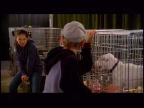 Daniel en de Superhonden'