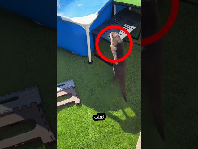 ثعلب الماء لا يستطيع السباحة لهذا السبب!⭕😮