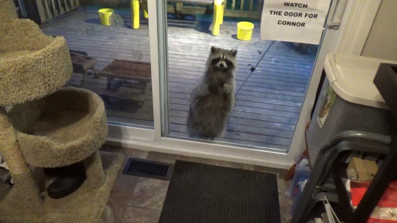 Jim and Raccoons 26 May