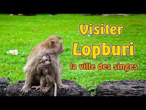 visiter lopburi, la ville des singes