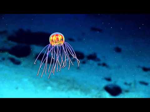 Во океанските длабочини е откриен нов вид на медуза која како да излегла од научно-фантастичен филм