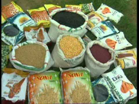 Как рекламируют семена в Индии