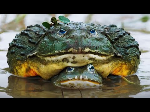 The Mating Game'