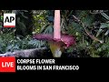LIVE: Corpse flower blooms in San Francisco