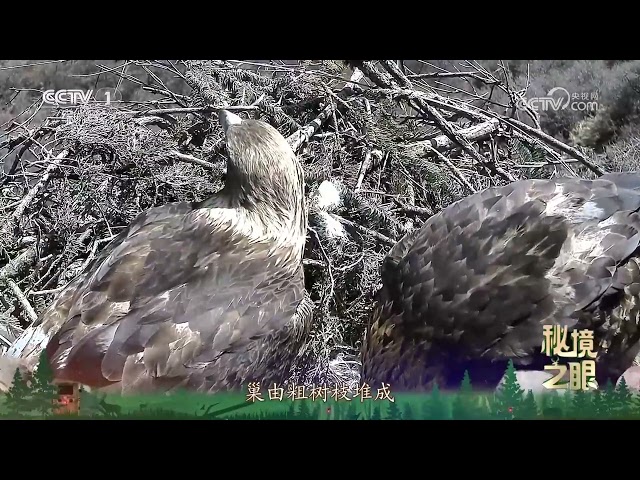 《秘境之眼》 金雕 20250714 |  CCTV