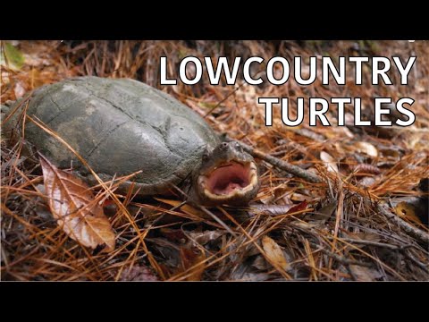 screenshot of youtube video titled Coastal Kingdom | Season 3, Episode 8 – ‘Lowcountry Turtles’ | Full Episode