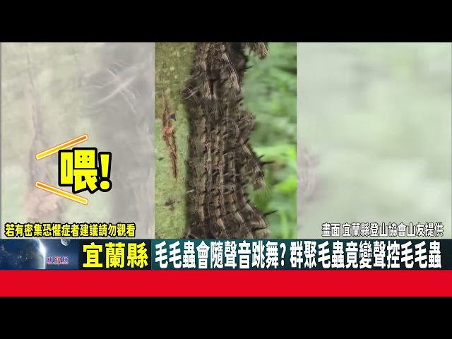 影音/毛毛蟲隨聲音跳舞? 群聚毛蟲竟變聲控毛毛蟲