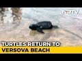 Olive Ridley Turtles  back in Mumbai after 20 Years