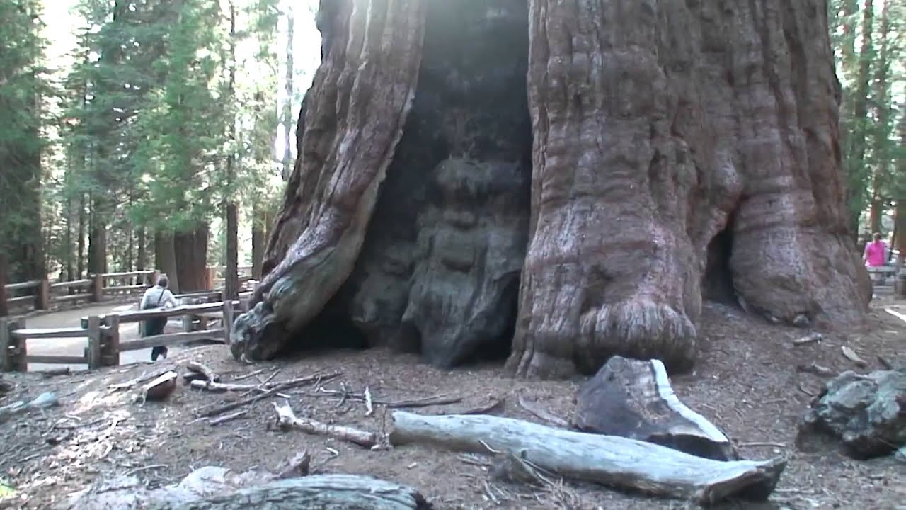 Biggest Tree On Earth HD The General Sherman Tree Sequoia National 